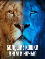 Большие кошки днём и ночью смотреть онлайн сериал 1 сезон